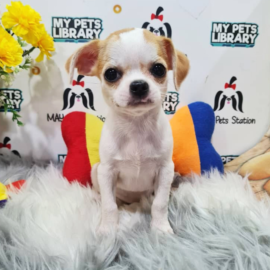 Chihuahua Puppy (Female) For Sale