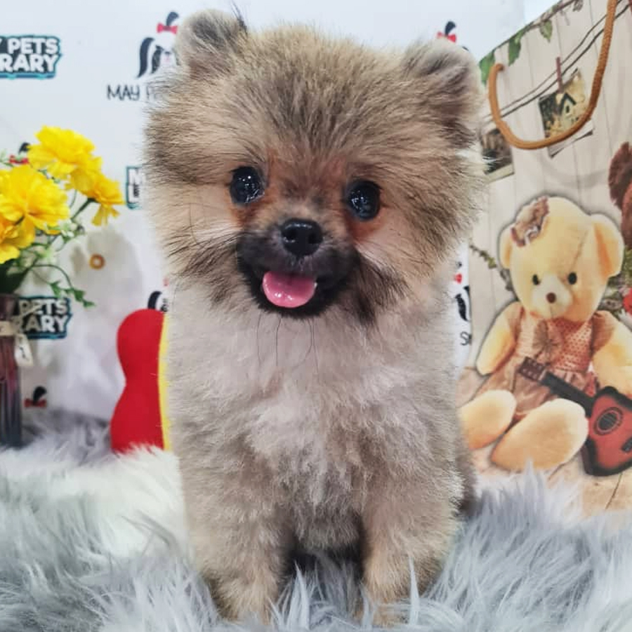 Pomernaian Puppy (Male) For Sale