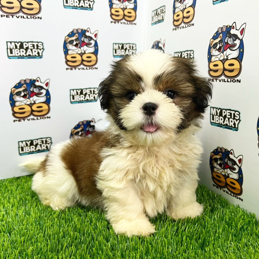 Shih Tzu Puppy (Male) For Sale
