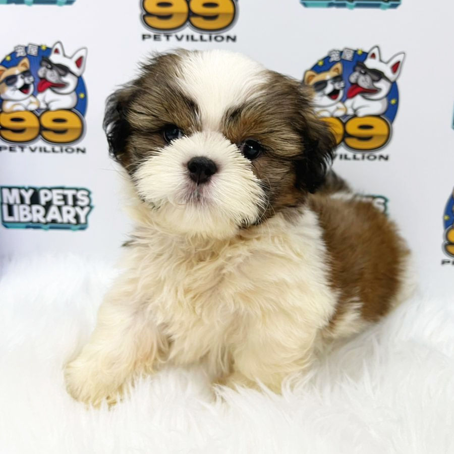 Shih Tzu Puppy (Male) For Sale