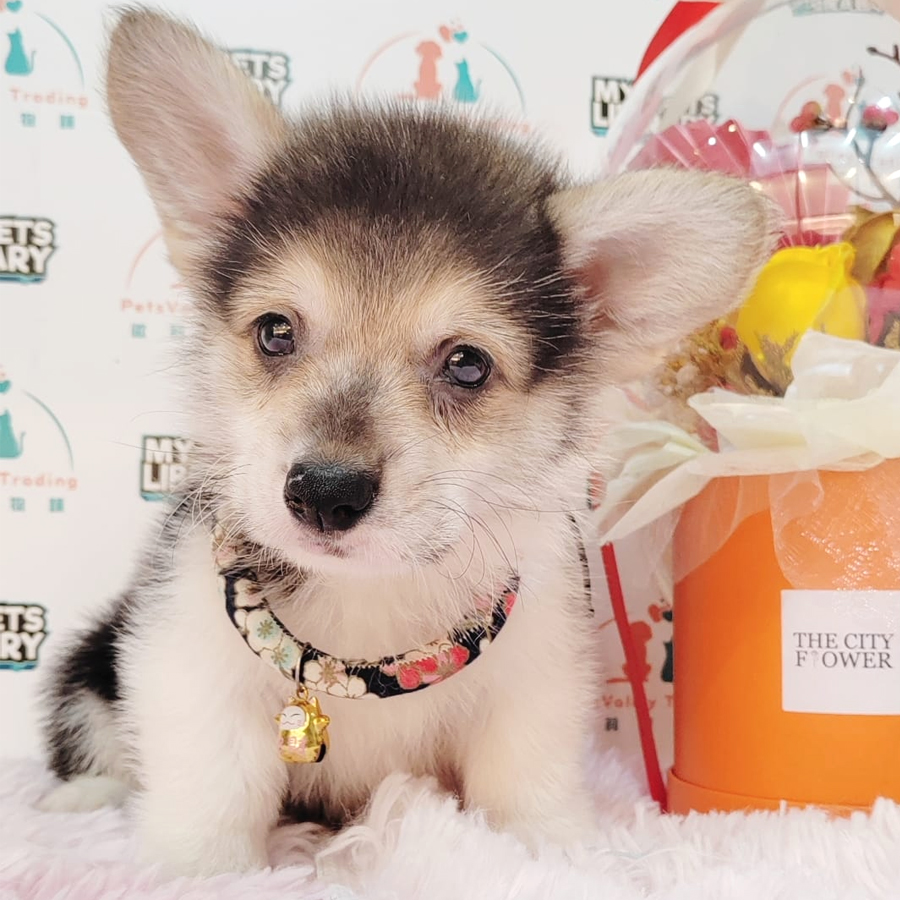 Welsh Corgi Puppy (Male) For Sale
