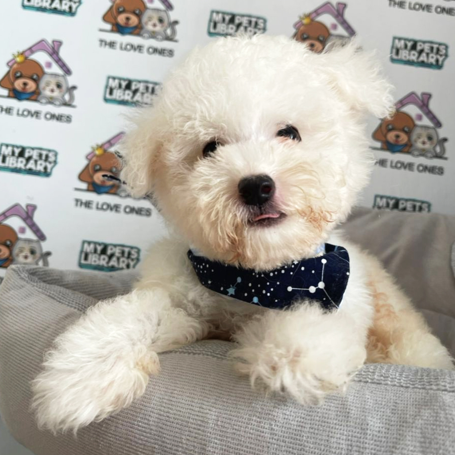Bichon Frise Puppy (Male) For Sale