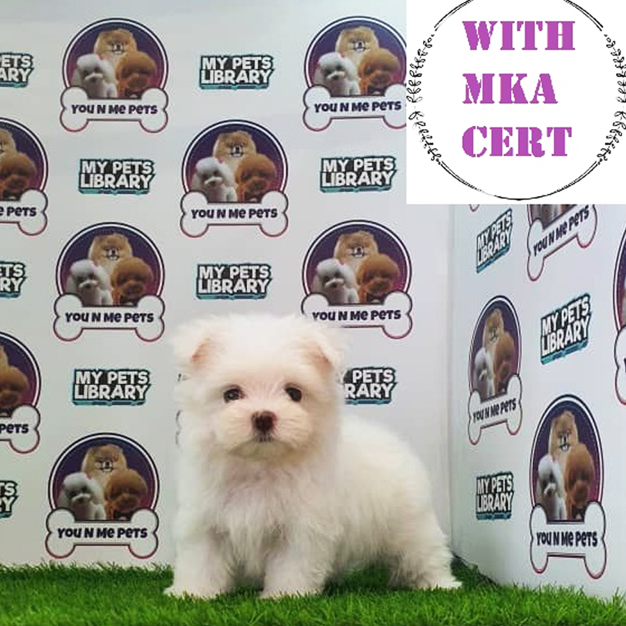 MKA Tiny Maltese Puppy (Male) For Sale