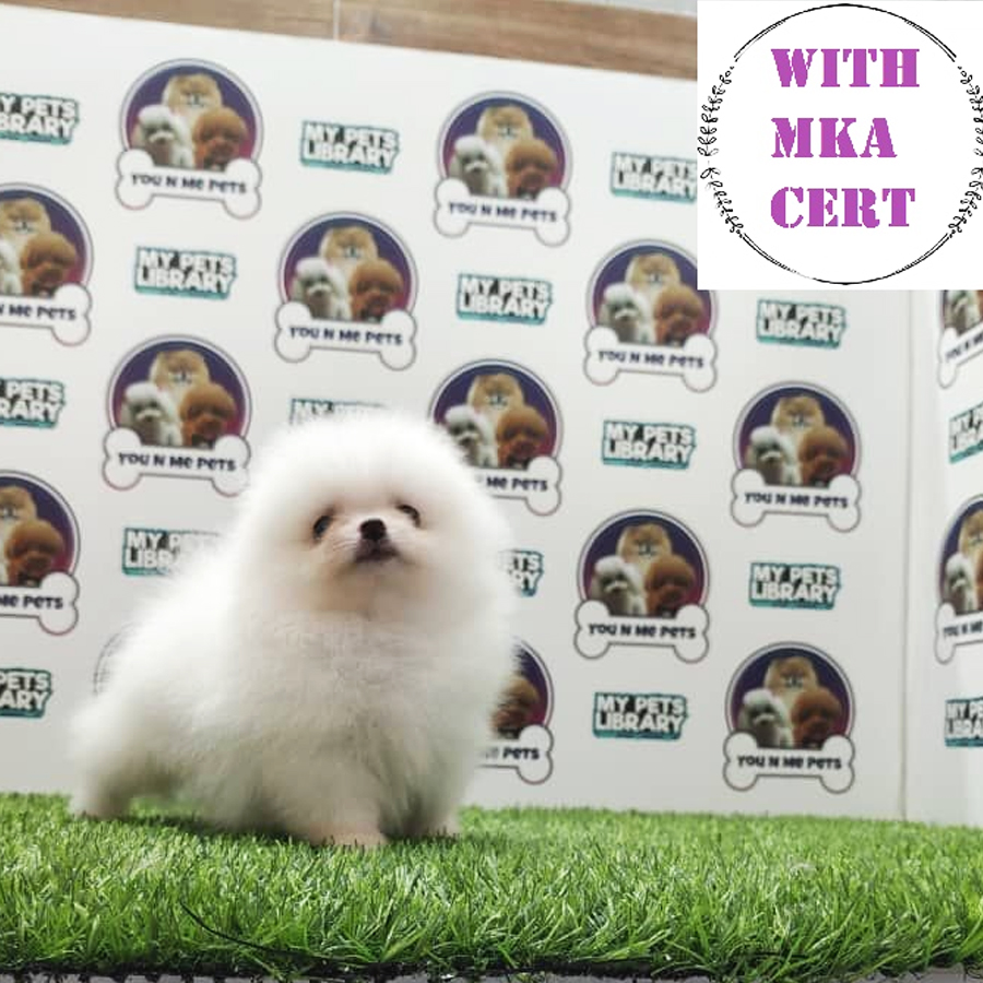 MKA Tiny Pomeranian Puppy (Male) For Sale