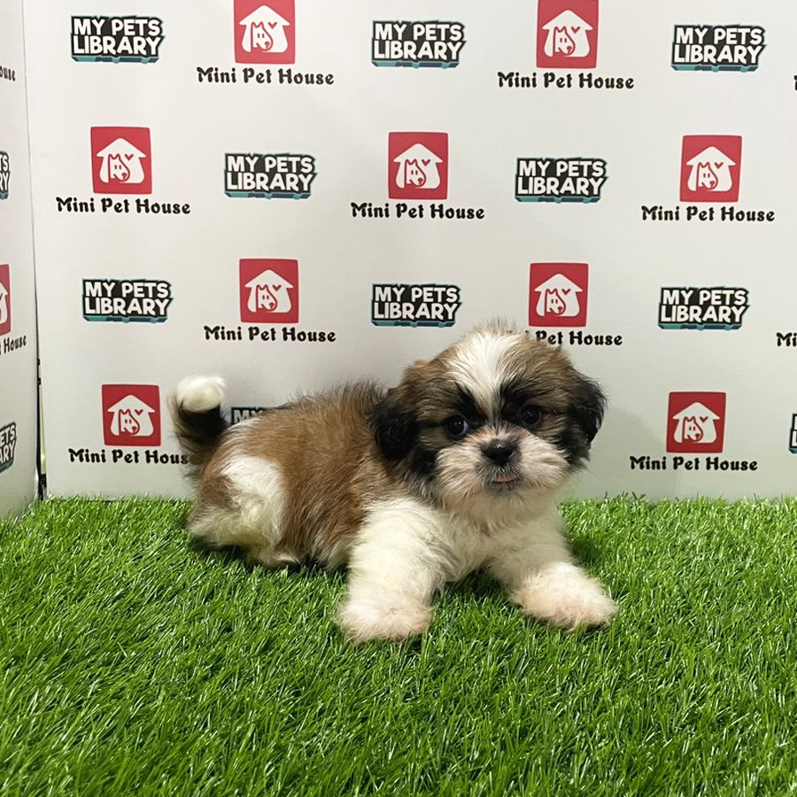 East Malaysia Shih Tzu Puppy (Male) For Sale