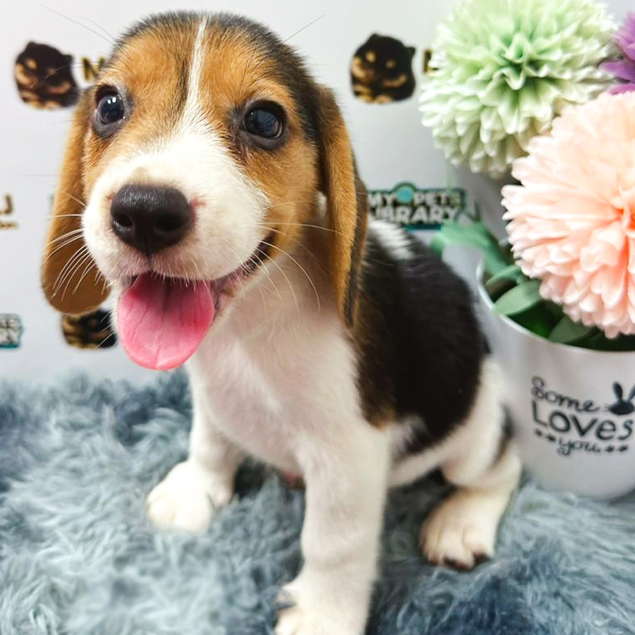 Beagle Puppy (Male) For Sale