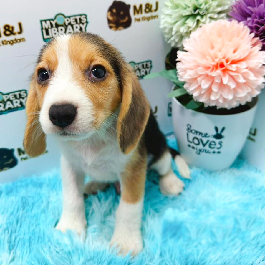 Beagle Puppy (Male) For Sale