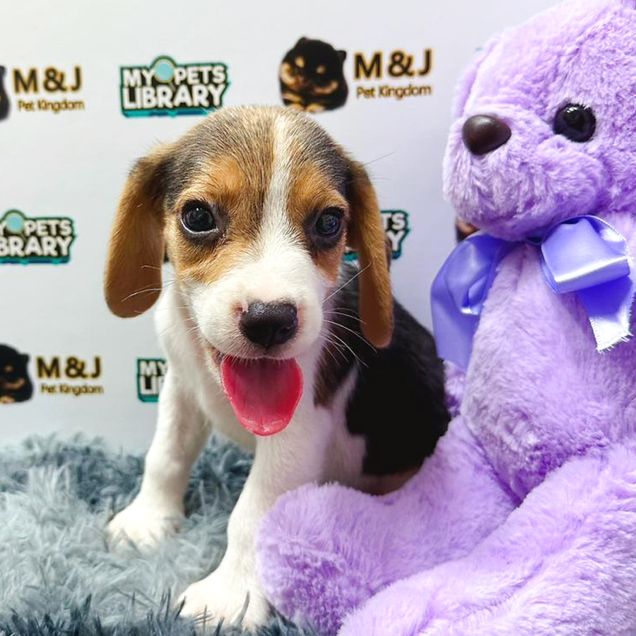 Beagle Puppy (Male) For Sale