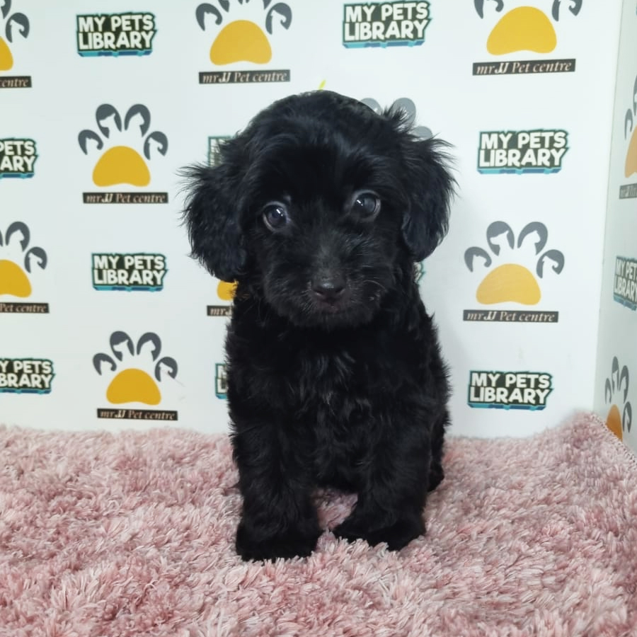 Toy Poodle Puppy (Female) For Sale