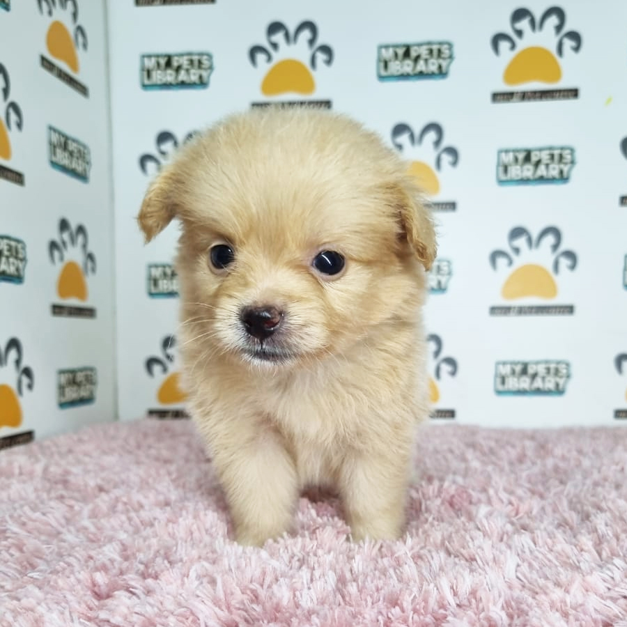 Pomapoo Puppy (Female) For Sale
