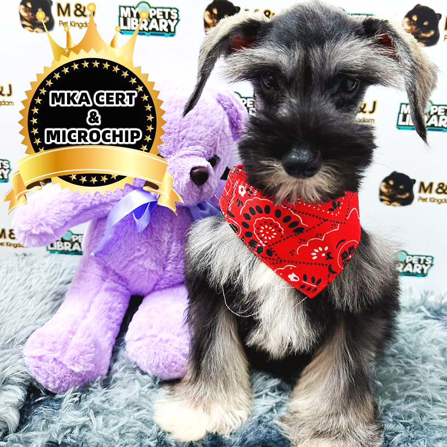 MKA Schnauzer Puppy (Male) For Sale