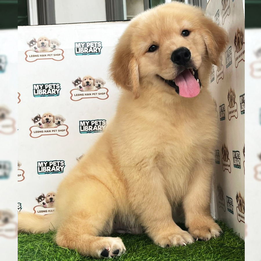 Golden Retriever Puppy (Male) For Sale