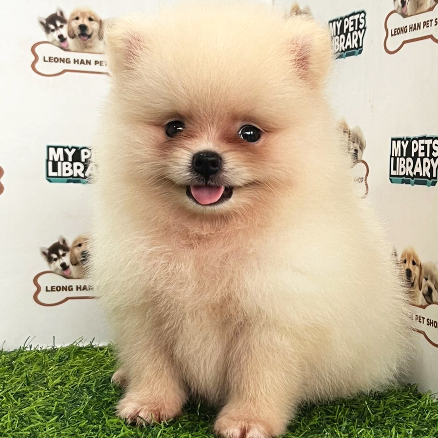 Pomeranian Puppy (Male) For Sale