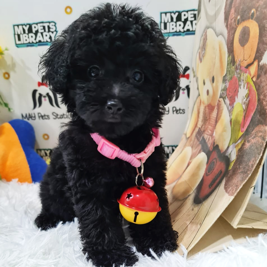 Toy Poodle Puppy (Female) For Sale