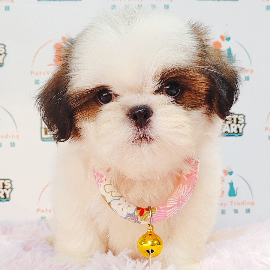 Shih Tzu Puppy (Female) For Sale