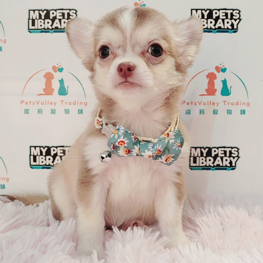 Chihuahua Puppy (Female) For Sale