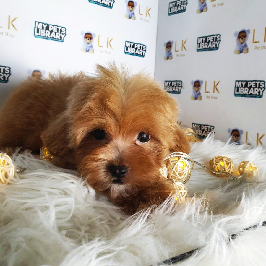Maltipoo Puppy (Female) For Sale
