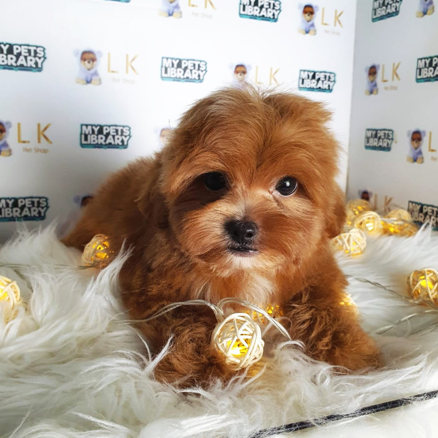 Maltipoo Puppy (Male) For Sale