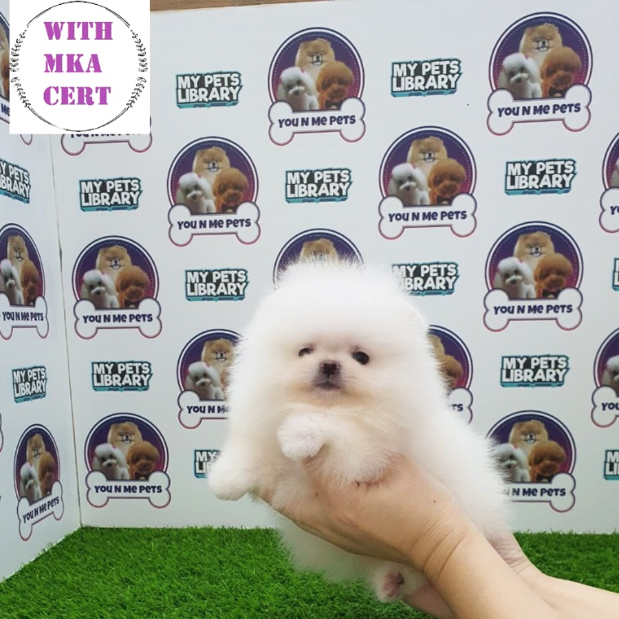 MKA Tiny Pomeranian Puppy (Male) For Sale