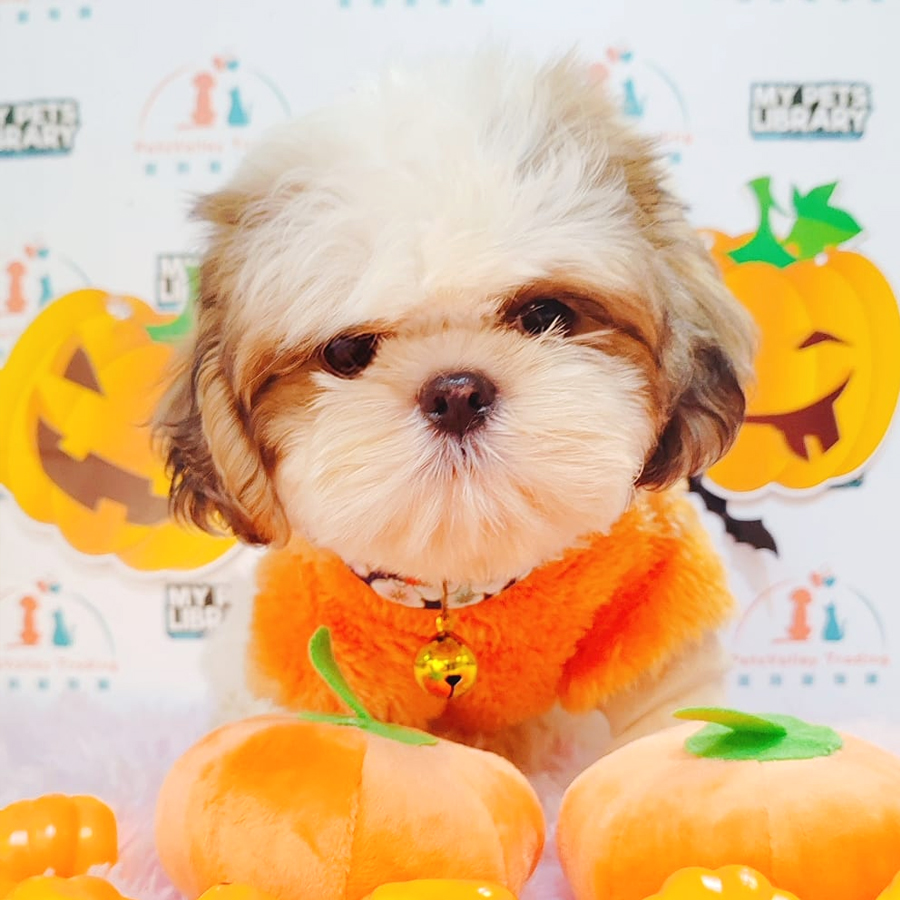 Shih Tzu Puppy (Female) For Sale