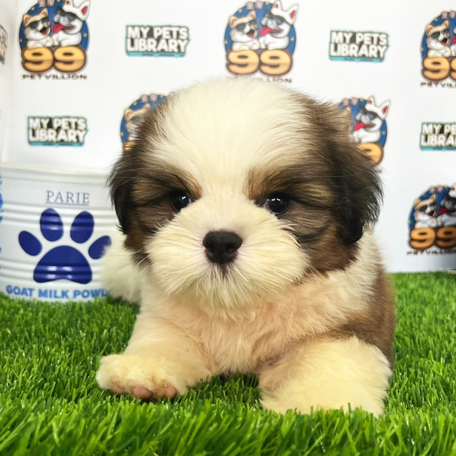 Shih Tzu Puppy (Male) For Sale