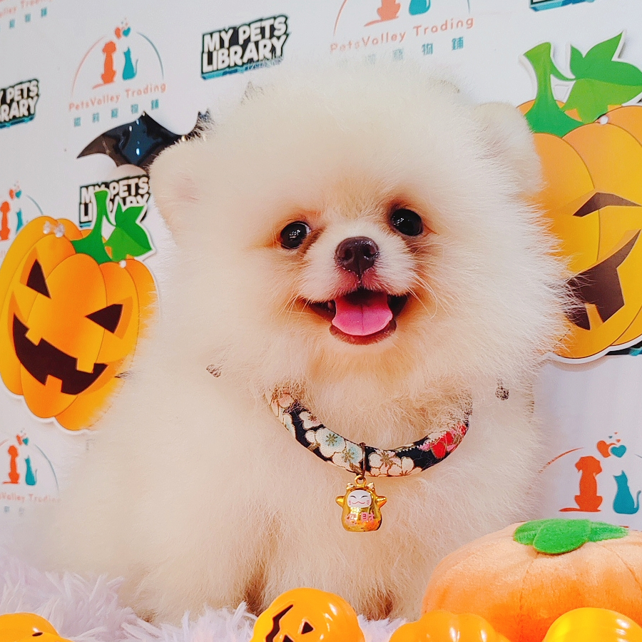 Pomeranian Puppy (Male) For Sale