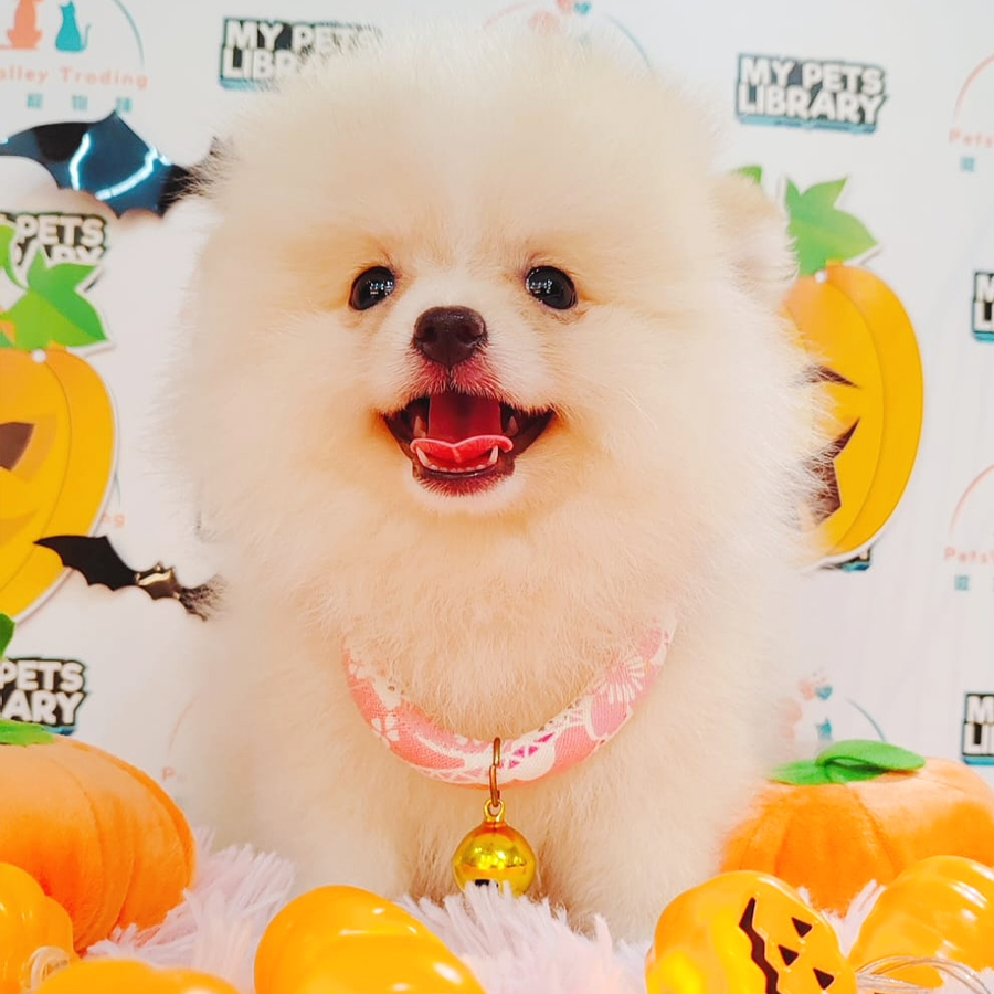 Pomeranian Puppy (Female) For Sale