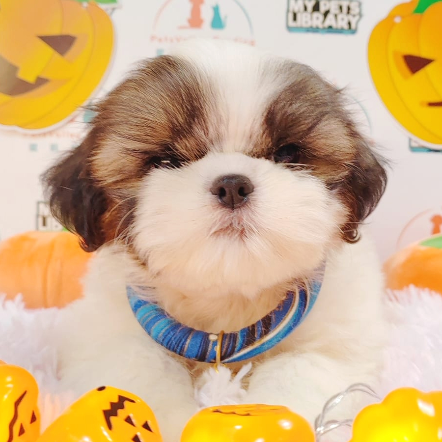 Shih Tzu Puppy (Male) For Sale