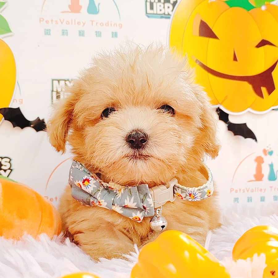 Maltipoo Puppy (Male) For Sale