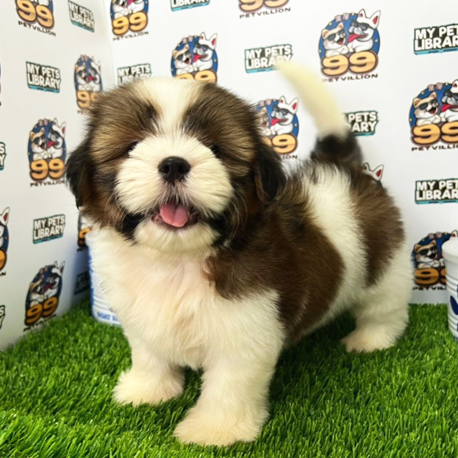 Shih Tzu Puppy (Male) For Sale
