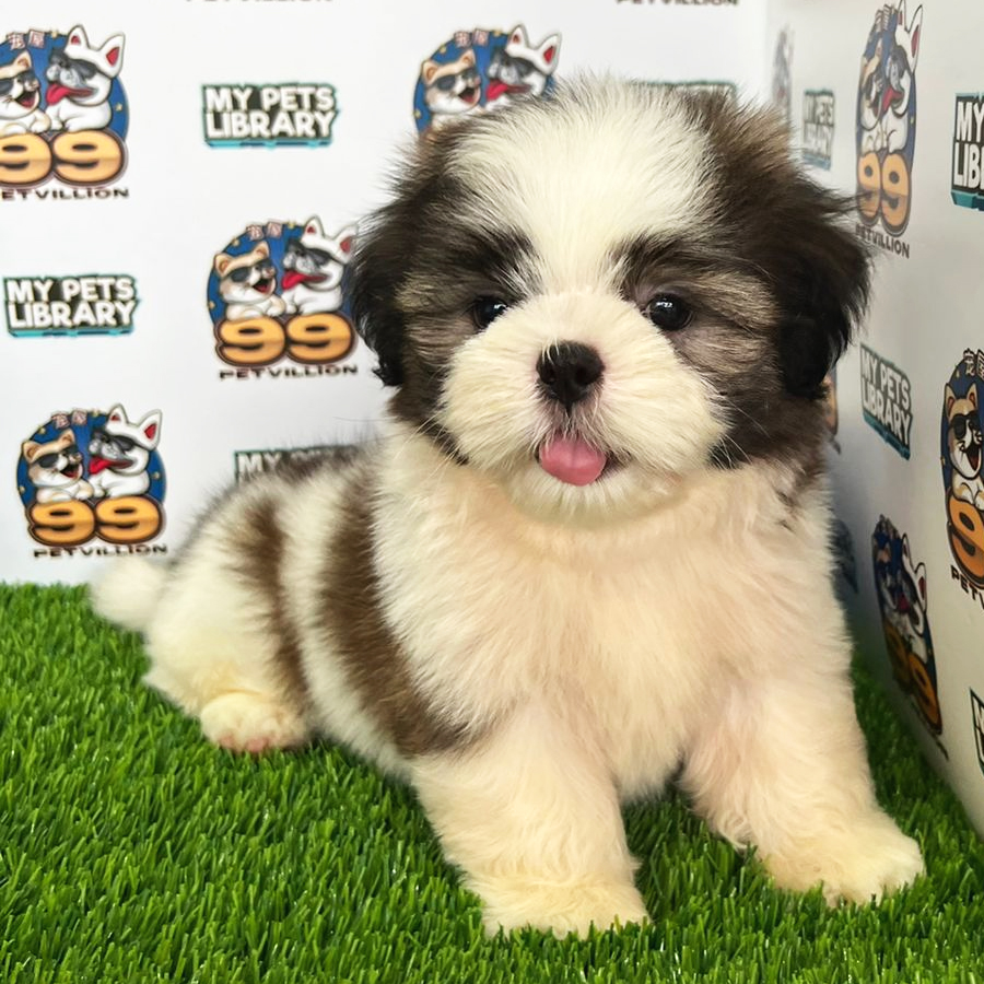 Shih Tzu Puppy (Male) For Sale