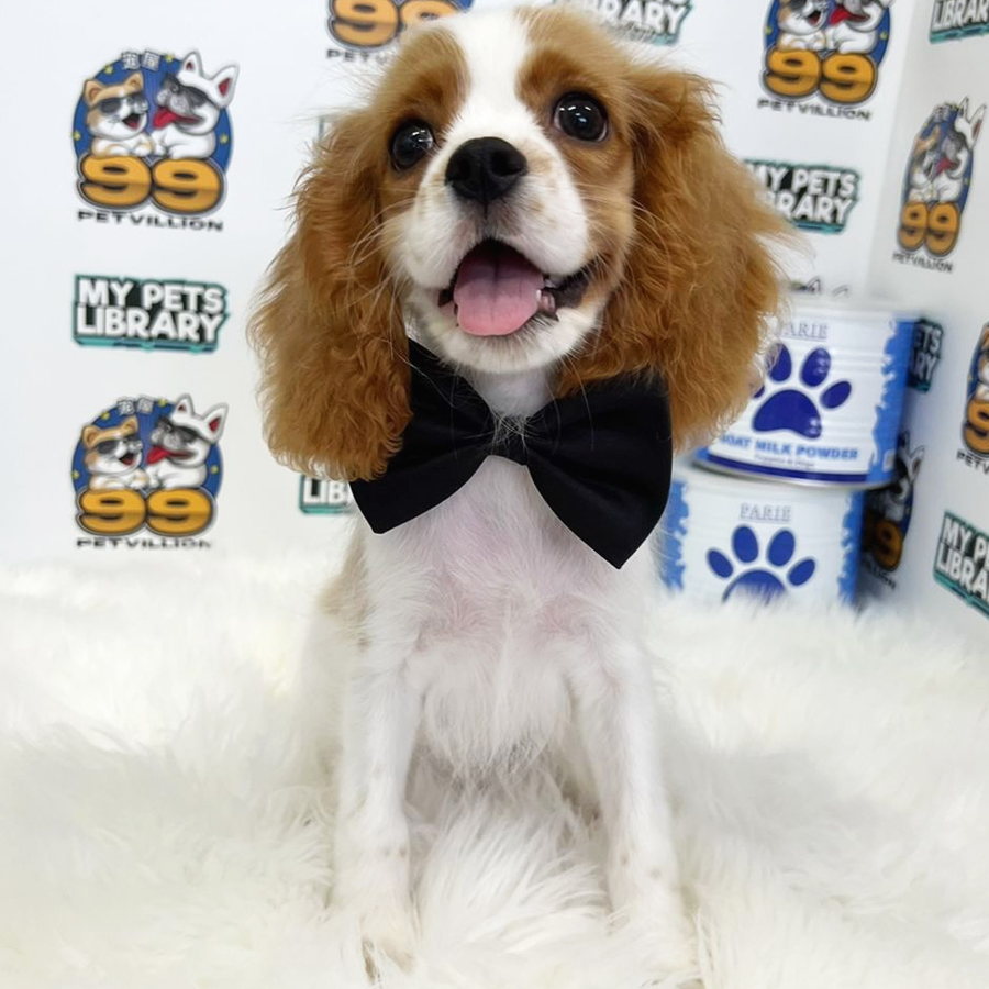 Cavalier King Charles Spaniel Puppy (Male) For Sale