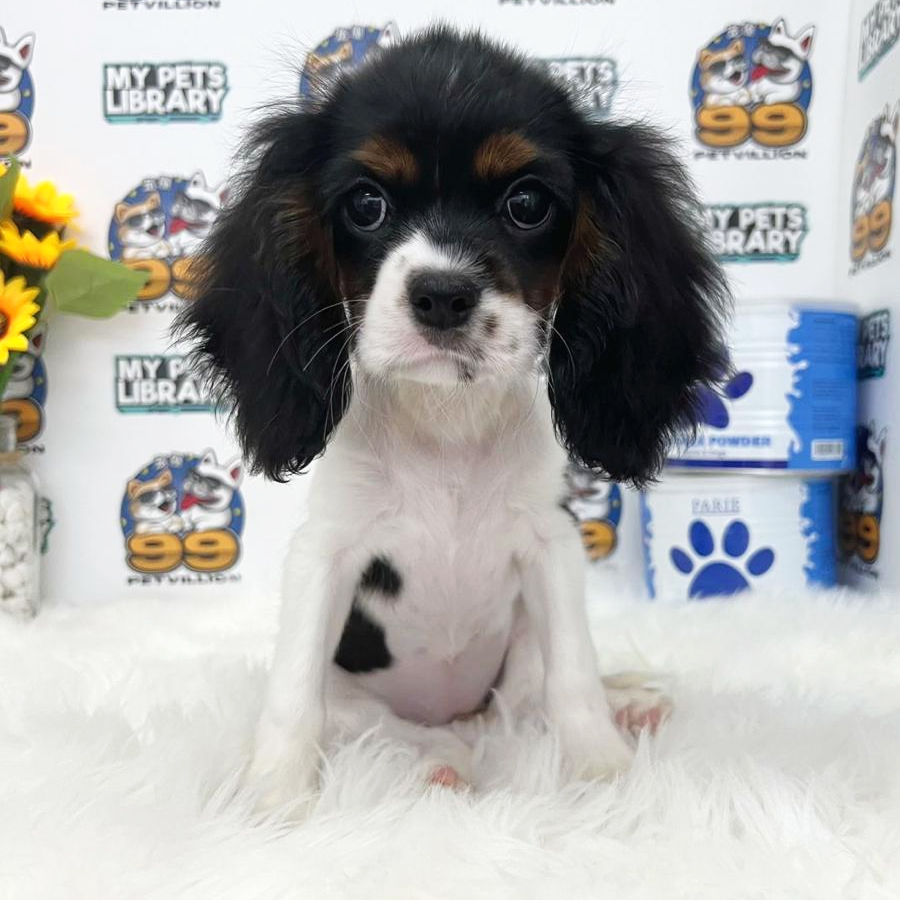 Cavalier King Charles Spaniel Puppy (Female) For Sale