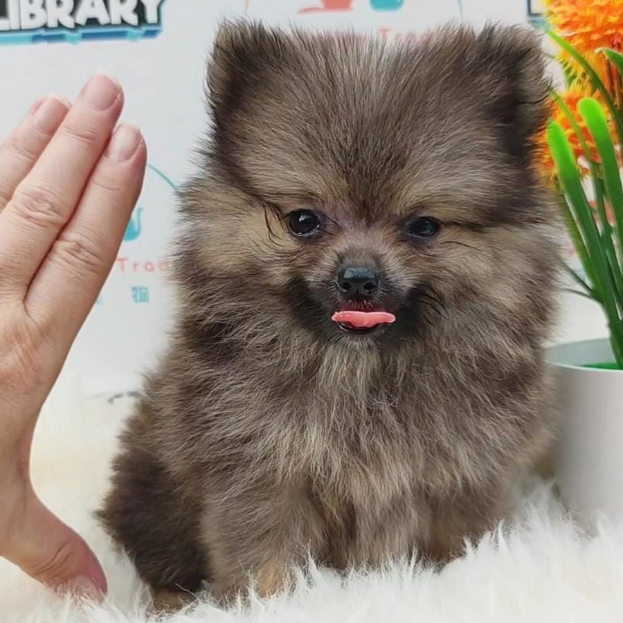 MKA Teacup Pomeranian Puppy (Female) For Sale