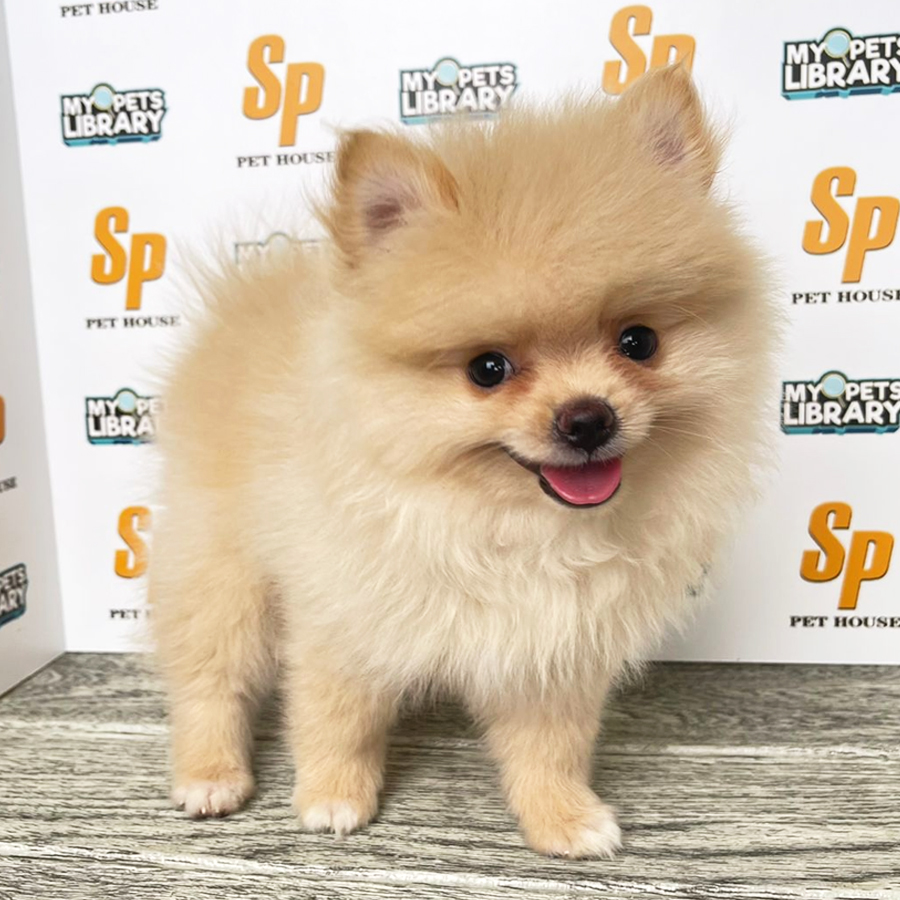 Tiny Pomeranian Puppy (Male) For Sale