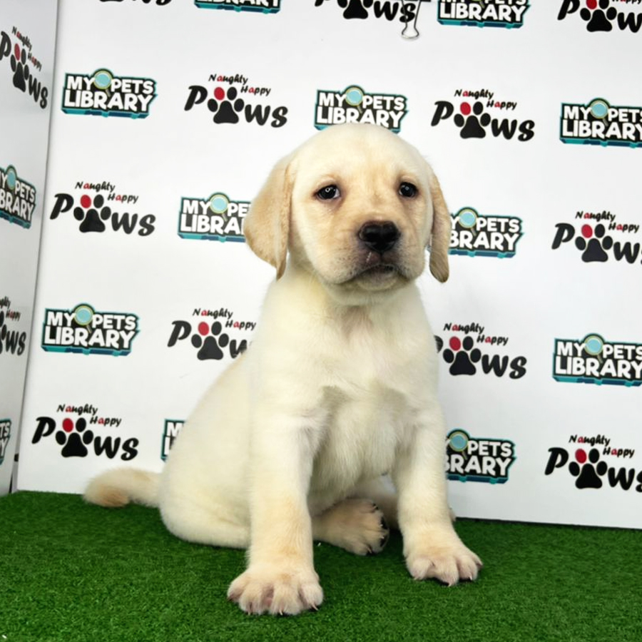 Labrador Retriever Puppy (Male) For Sale
