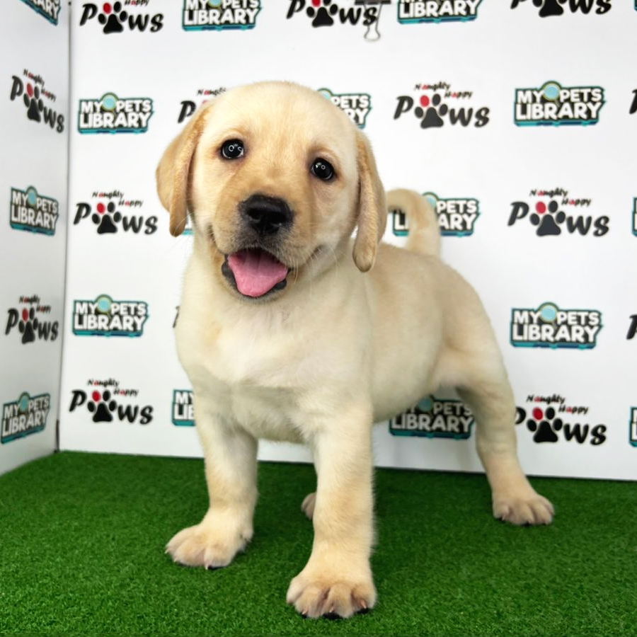 Labrador Retriever Puppy (Female) For Sale