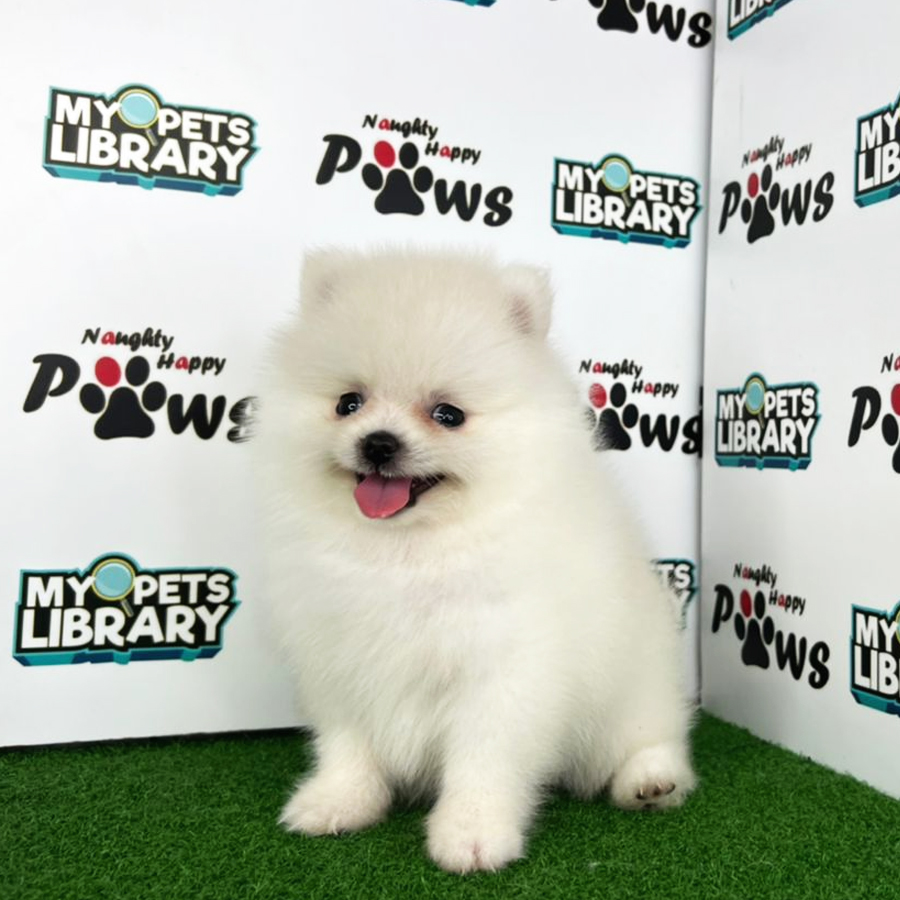 Pomeranian Puppy (Female) For Sale