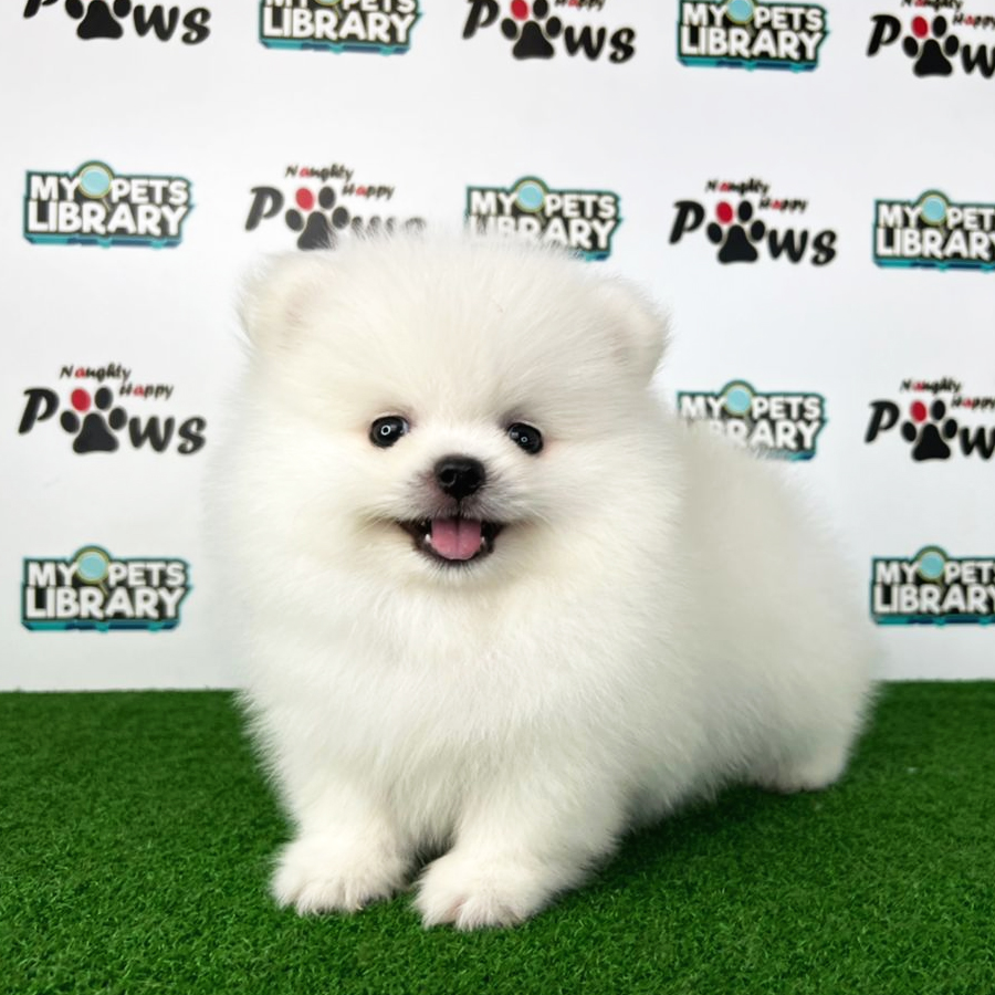 Pomeranian Puppy (Male) For Sale