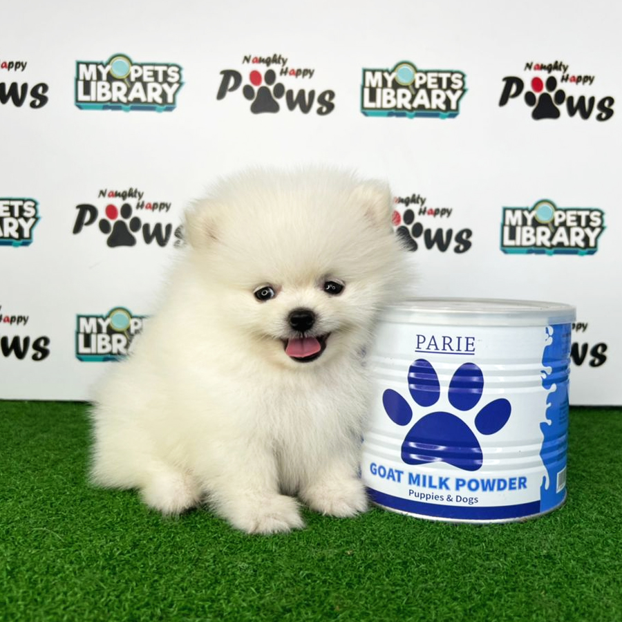 Pomeranian Puppy (Male) For Sale