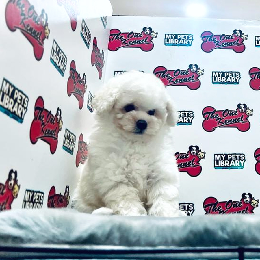 MKA Toy Poodle Puppy (Female) For Sale