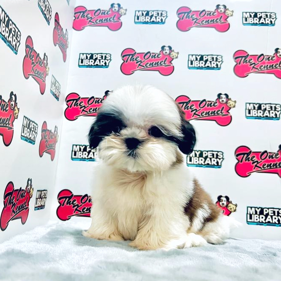 MKA Shih Tzu Puppy (Male) For Sale