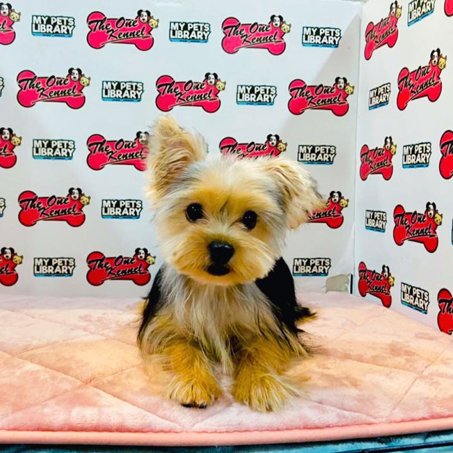 Yorkshire Terrier Puppy (Female) For Sale