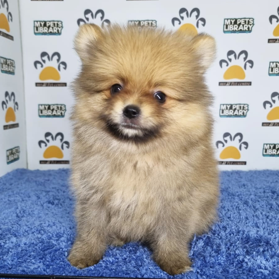 Pomeranian Puppy (Male) For Sale