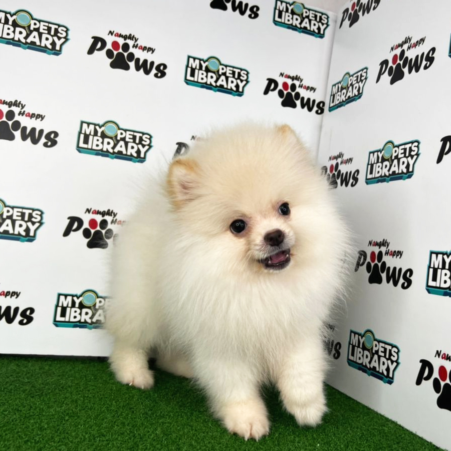 Pomeranian Puppy (Male) For Sale