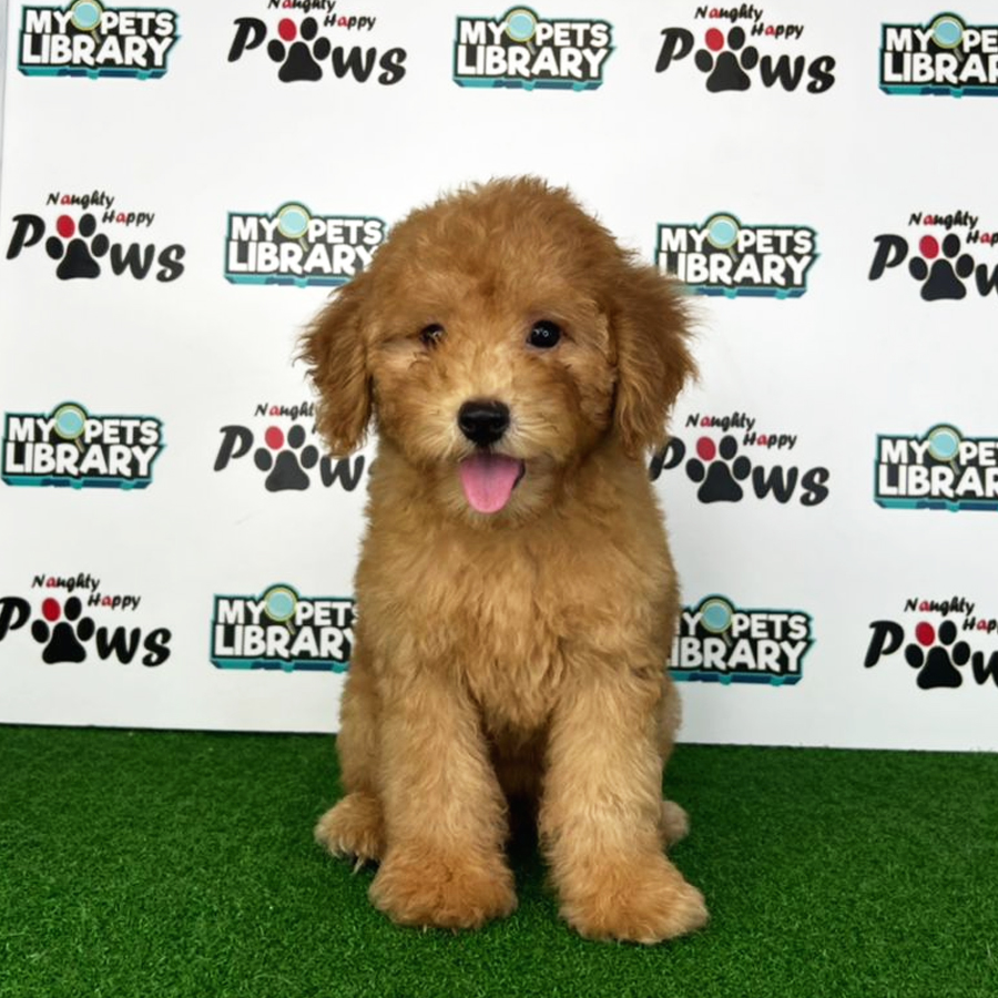 Toy Poodle Puppy (Female) For Sale
