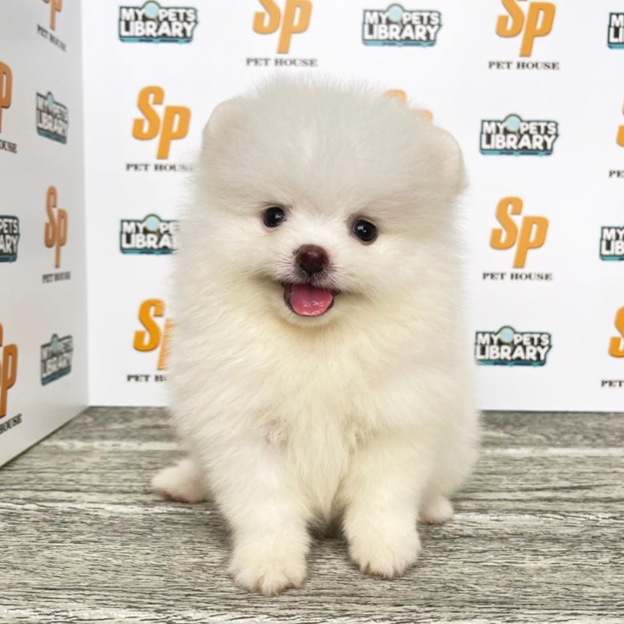 Tiny Pomeranian Puppy (Female) For Sale
