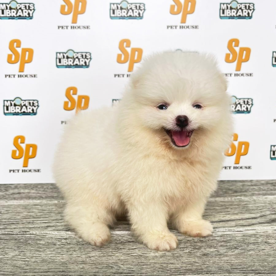 Tiny Pomeranian Puppy (Female) For Sale