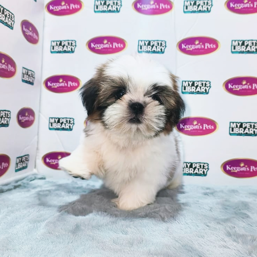 MKA Shih Tzu Puppy (Male) For Sale