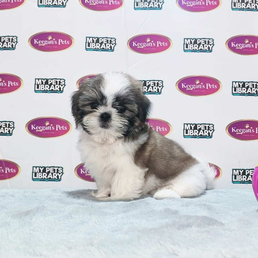 MKA Shih Tzu Puppy (Female) For Sale